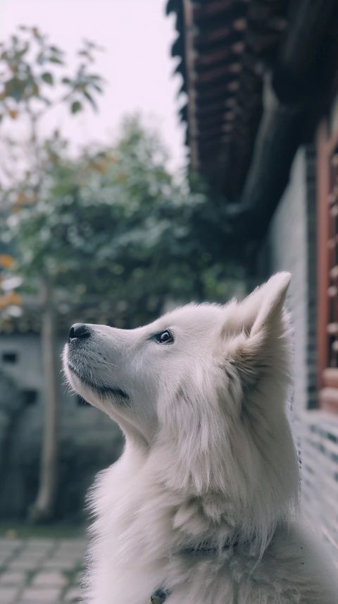 周黑鸭:崛起与挑战的传奇历程