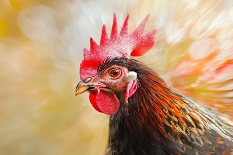 公鸡如何免疫蜈蚣毒性的秘密:进化与天然防御机制的揭示