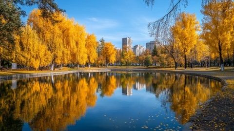 北京秋景首推:奥林匹克森林公园南园金黄银杏与彩虹密林
