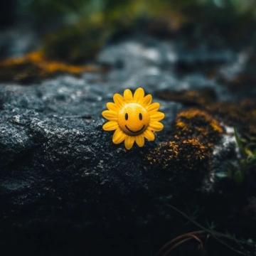 探索个性化幸福:心态与知识的力量影响人生幸福
