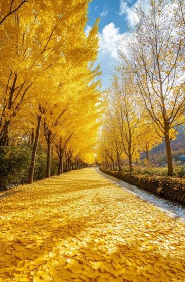 金色海洋"扮靓广安区花桥镇:油菜花盛开迎游客,第二届油菜花节即将启幕