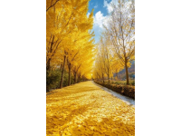 金色海洋"扮靓广安区花桥镇：油菜花盛开迎游客，第二届油菜花节即将启幕