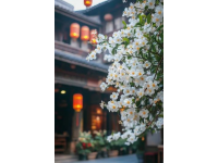 国内赏花好去处春季必打卡的十大旅游城市