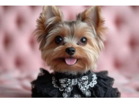 最适合家庭生活的小型犬TOP10