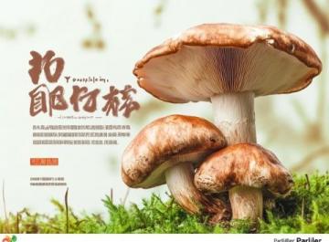 夏日寻味楚雄:探秘山菌美食与彝人古镇风情之旅