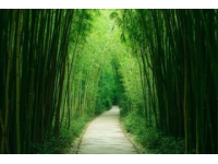 龙门竹海探秘：惠州的绿色宝藏