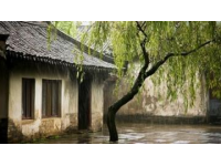烟雨中的垂柳庭院风情