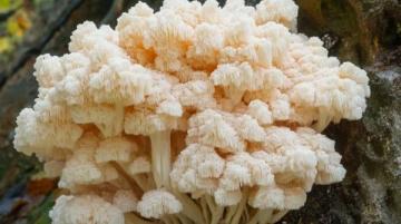 云南高原上的云端奇珍:一场舌尖上的菌子盛宴