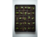 你知道这能食用的植物幼苗吗？