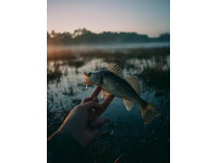 分享特辑：揭秘鱼竿“大五”知识点