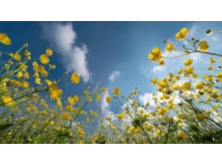 中国最美油菜花海，春游云南必去景点，错过等一年！