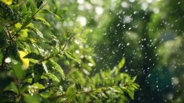 雨声织春网,心静自生菩提