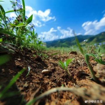 自驾罗平、赏油菜花:一条路、一辆车、无限美景!