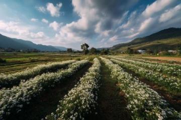 高明茶山徒步线路:寻找乡间美食和自然风景