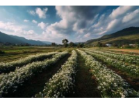 高明茶山徒步线路:寻找乡间美食和自然风景