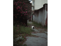 猫咪的生活哲学：田园猫的自我修炼之道