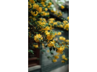 重庆南山植物园花开了吗(重庆南山植物园花开迷人，就是上山下山太拥堵了...)