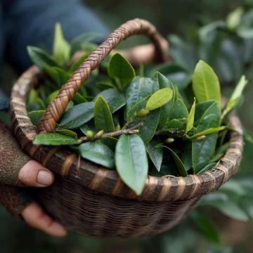 每天一杯普洱茶,身体会收获哪些惊喜?