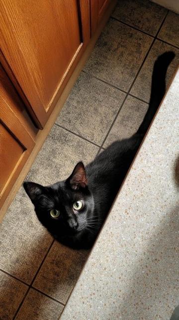 猫爪也能颠锅?喵星人还懂调味?别怀疑!走进这里,看看猫咪如何打破常规;内容: