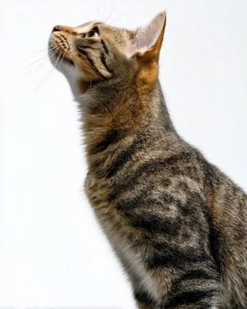 猫爪也能颠锅?喵星人还懂调味?别怀疑!走进这里,看看猫咪如何打破常规;内容: