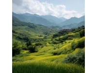 小满时节养生攻略：夏熟作物成熟之际