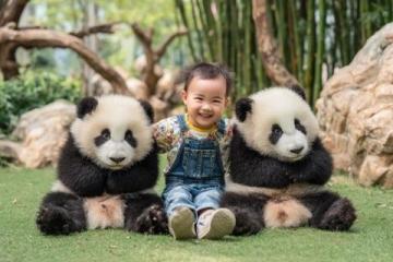 揭秘大熊猫的秘密菜单:不只是竹子!