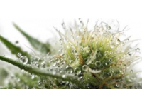 全人培养视阈下常识教育的功能定位与实现路径探析