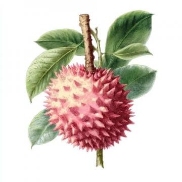 菲律宾榴莲的故事