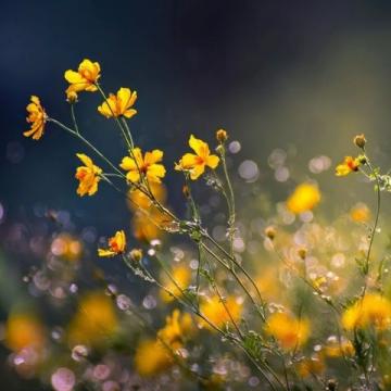 春季花粉症防护指南: 小常识大揭秘