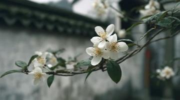 面朝大海春暖花开:湛江深度游,美食美景相伴的香煎带鱼教程