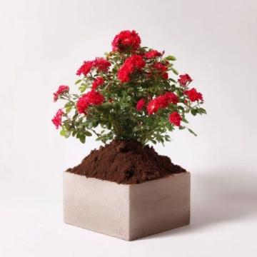 养花小知识——新买的栀子花黄叶