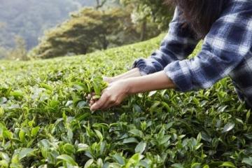 冒着寒风去探寻茶叶之乡