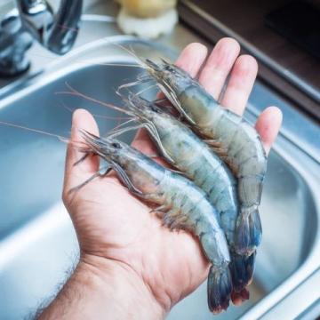 电白海鲜舌尖上的海洋馈赠