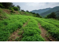 春暖花开的伊犁古道,带我走进了绿意盎然的美丽世界