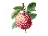 菲律宾榴莲的故事
