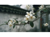 面朝大海春暖花开：湛江深度游，美食美景相伴的香煎带鱼教程
