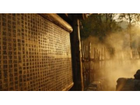 广西崇左：山乡艾草香悠悠