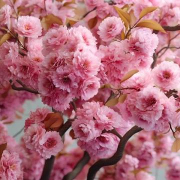 荥阳丰乐樱花园赏花指南：免门票详情及游玩攻略