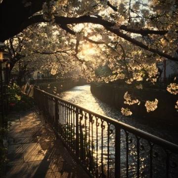 南京桥下长白岛桃林春日盛景