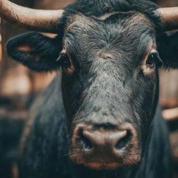 2025年驴肉价格飙升，驴肉火烧比奶茶还贵！背后真相揭秘
