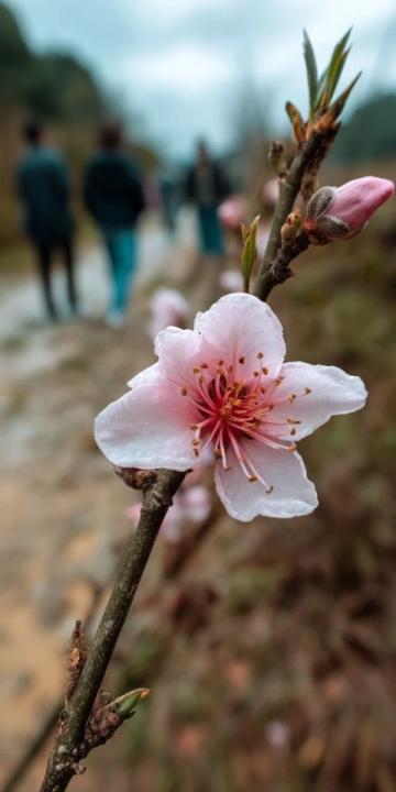 逃离都市喧嚣:探寻杭州西溪湿地里的隐世桃源——十里芳菲度假村