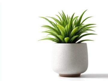 室内绿植养护攻略:揭秘滴水观音的五大护理技巧