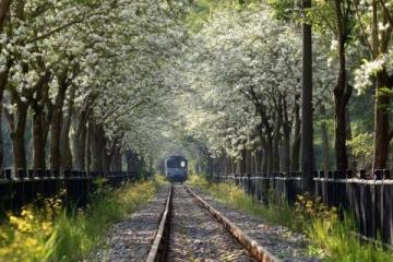 两日游路线:武大樱花+东湖绿道,这样玩不绕路!