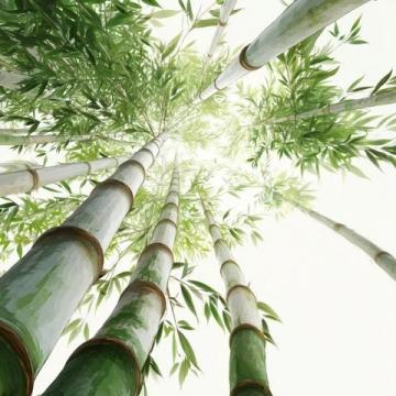 春笋鲜嫩上市,春日味蕾盛宴,探寻健康活力之源