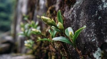 常喝的茶叶有哪些?绿茶中的春日鲜爽代表:西湖龙井与黄山毛峰