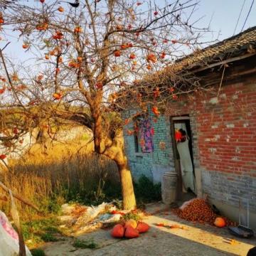 周口农村：春节前军叔跟风种蘑菇村民：他们家常年的生意