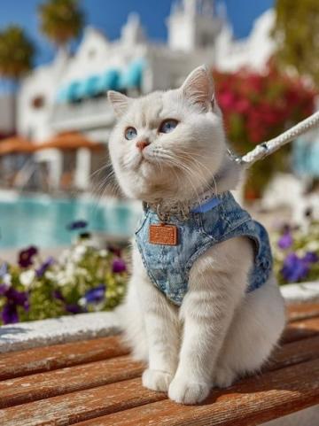 海口卡帕多奇亚餐厅的银渐层萌猫