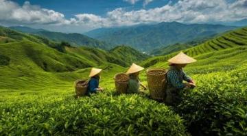 常喝的茶叶有哪些?绿茶中的春日鲜爽代表:西湖龙井与黄山毛峰