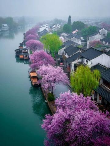 荥阳丰乐樱花园赏花指南：免门票详情及游玩攻略