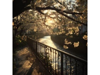 南京桥下长白岛桃林春日盛景